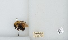 Bombus (Pyrobombus) perplexus by the Smithsonian. Used under a CC0 license.
