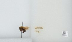 Bombus (Pyrobombus) perplexus by the Smithsonian. Used under a CC0 license.