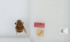 Bombus (Pyrobombus) perplexus by the Smithsonian. Used under a CC0 license.