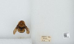 Bombus (Pyrobombus) perplexus by the Smithsonian. Used under a CC0 license.