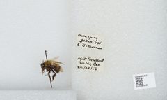 Bombus (Pyrobombus) perplexus by the Smithsonian. Used under a CC0 license.