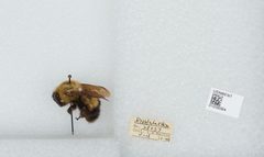Bombus (Pyrobombus) perplexus by the Smithsonian. Used under a CC0 license.