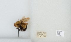 Bombus (Pyrobombus) perplexus by the Smithsonian. Used under a CC0 license.