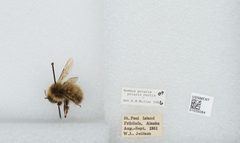 Bombus (Alpinobombus) polaris by the Smithsonian. Used under a CC0 license.