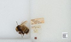 Bombus (Alpinobombus) polaris by the Smithsonian. Used under a CC0 license.