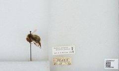 Bombus (Alpinobombus) polaris by the Smithsonian. Used under a CC0 license.