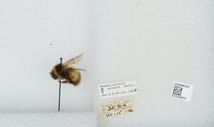 Bombus (Alpinobombus) polaris by the Smithsonian. Used under a CC0 license.