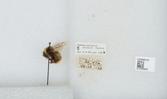 Bombus (Alpinobombus) polaris by the Smithsonian. Used under a CC0 license.