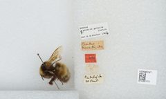 Bombus (Alpinobombus) polaris by the Smithsonian. Used under a CC0 license.