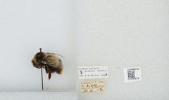 Bombus (Alpinobombus) polaris by the Smithsonian. Used under a CC0 license.