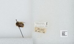 Bombus (Alpinobombus) polaris by the Smithsonian. Used under a CC0 license.