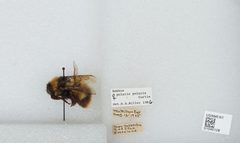 Bombus (Alpinobombus) polaris by the Smithsonian. Used under a CC0 license.