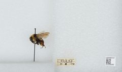 Bombus (Cullumanobombus) rufocinctus by the Smithsonian. Used under a CC0 license.