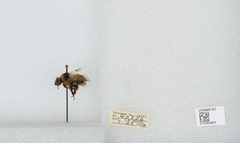 Bombus (Cullumanobombus) rufocinctus by the Smithsonian. Used under a CC0 license.