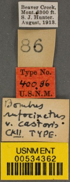 Bombus rufocinctus var. castoris by the Smithsonian. Used under a CC0 license.