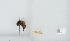 Bombus (Cullumanobombus) rufocinctus by the Smithsonian. Used under a CC0 license.