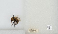 Bombus (Cullumanobombus) rufocinctus by the Smithsonian. Used under a CC0 license.