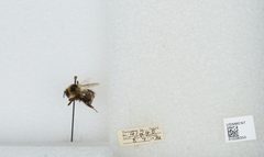 Bombus (Cullumanobombus) rufocinctus by the Smithsonian. Used under a CC0 license.