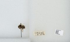 Bombus (Cullumanobombus) rufocinctus by the Smithsonian. Used under a CC0 license.