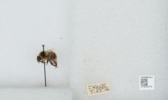 Bombus (Cullumanobombus) rufocinctus by the Smithsonian. Used under a CC0 license.