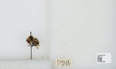 Bombus (Cullumanobombus) rufocinctus by the Smithsonian. Used under a CC0 license.