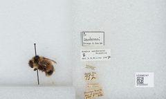 Bombus (Pyrobombus) sandersoni by the Smithsonian. Used under a CC0 license.