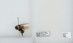 Bombus (Pyrobombus) sandersoni by the Smithsonian. Used under a CC0 license.