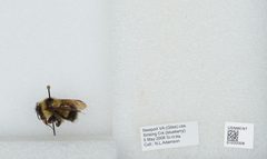 Bombus (Pyrobombus) sandersoni by the Smithsonian. Used under a CC0 license.