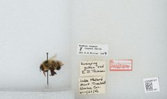 Bombus (Pyrobombus) sandersoni by the Smithsonian. Used under a CC0 license.