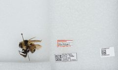 Bombus (Pyrobombus) sandersoni by the Smithsonian. Used under a CC0 license.