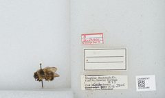 Bombus (Pyrobombus) sandersoni by the Smithsonian. Used under a CC0 license.