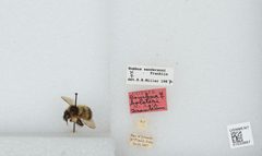 Bombus (Pyrobombus) sandersoni by the Smithsonian. Used under a CC0 license.