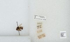Bombus (Pyrobombus) sandersoni by the Smithsonian. Used under a CC0 license.