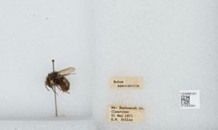 Bombus (Pyrobombus) sitkensis by the Smithsonian. Used under a CC0 license.