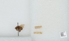 Bombus (Pyrobombus) sitkensis by the Smithsonian. Used under a CC0 license.