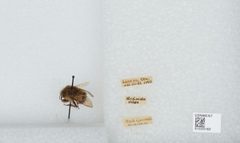 Bombus (Pyrobombus) sitkensis by the Smithsonian. Used under a CC0 license.