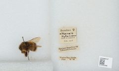 Bombus (Pyrobombus) sitkensis by the Smithsonian. Used under a CC0 license.