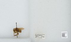 Bombus (Pyrobombus) sitkensis by the Smithsonian. Used under a CC0 license.
