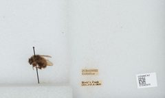 Bombus (Pyrobombus) sitkensis by the Smithsonian. Used under a CC0 license.