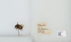 Bombus (Pyrobombus) sitkensis by the Smithsonian. Used under a CC0 license.
