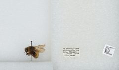 Bombus (Pyrobombus) sitkensis by the Smithsonian. Used under a CC0 license.