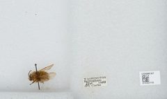 Bombus (Pyrobombus) sitkensis by the Smithsonian. Used under a CC0 license.