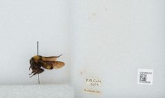 Bombus (Fervidobombus) sonorus by the Smithsonian. Used under a CC0 license.