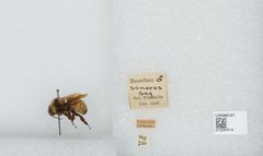 Bombus (Fervidobombus) sonorus by the Smithsonian. Used under a CC0 license.