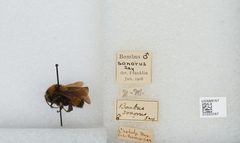 Bombus (Fervidobombus) sonorus by the Smithsonian. Used under a CC0 license.