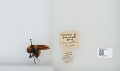 Bombus (Fervidobombus) sonorus by the Smithsonian. Used under a CC0 license.
