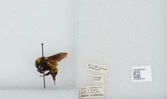 Bombus (Fervidobombus) sonorus by the Smithsonian. Used under a CC0 license.