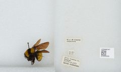 Bombus (Fervidobombus) sonorus by the Smithsonian. Used under a CC0 license.