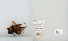 Bombus (Fervidobombus) sonorus by the Smithsonian. Used under a CC0 license.