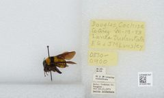 Bombus (Fervidobombus) sonorus by the Smithsonian. Used under a CC0 license.